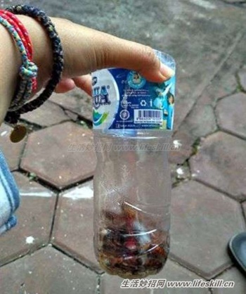 这样做可让蟑螂不进家门(图3) 这样做可让蟑螂不进家门