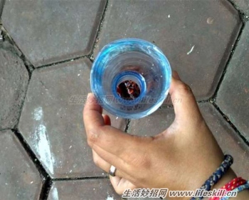 这样做可让蟑螂不进家门(图2) 这样做可让蟑螂不进家门