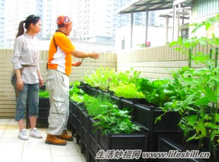 阳台种菜防虫10妙招(图1) 阳台种菜防虫10妙招